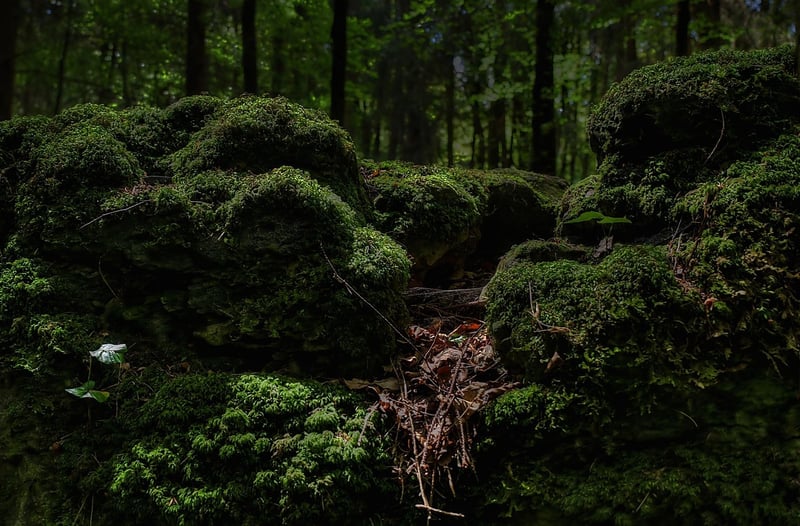 Enchanted Groves