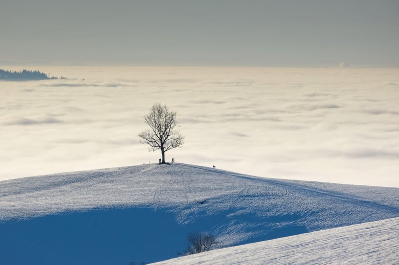 Foggy Forest
