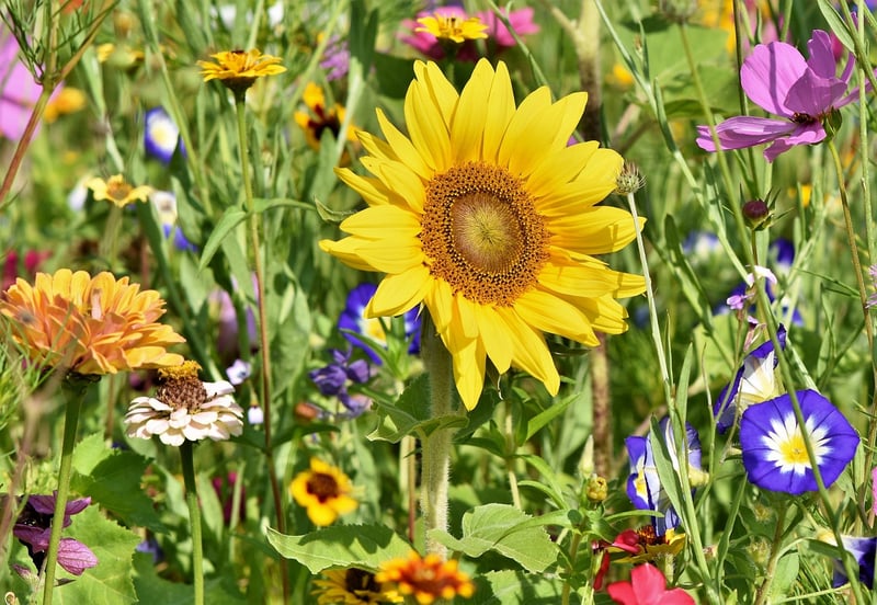 Garden Event